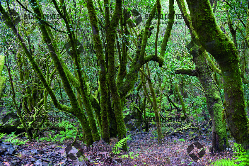Bosque del Cedro. Parque Nacional de Garajonay