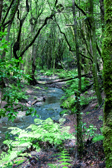 Cedar Forest Garajonay National Park