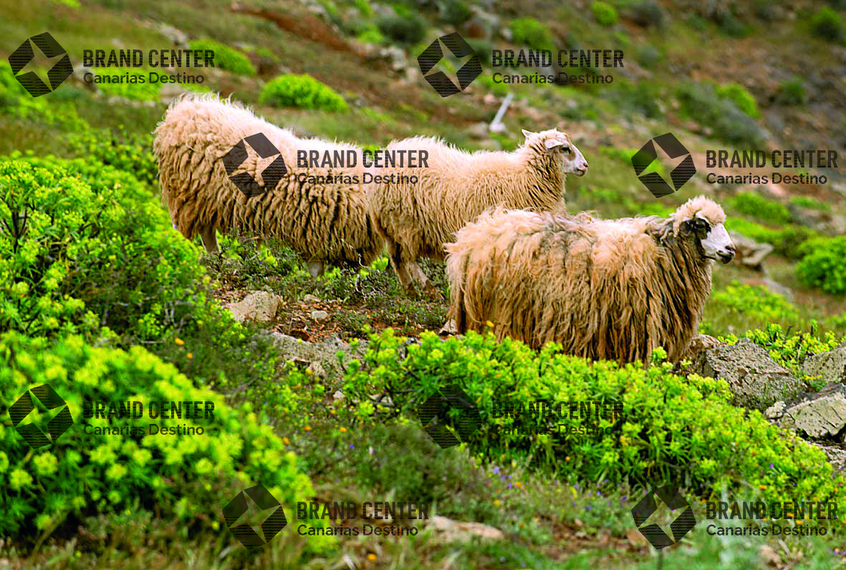 sheep