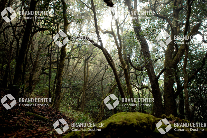 Parque Nacional de Garajonay, Bosque del Cedro