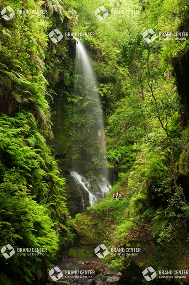 Bosque de los Tilos