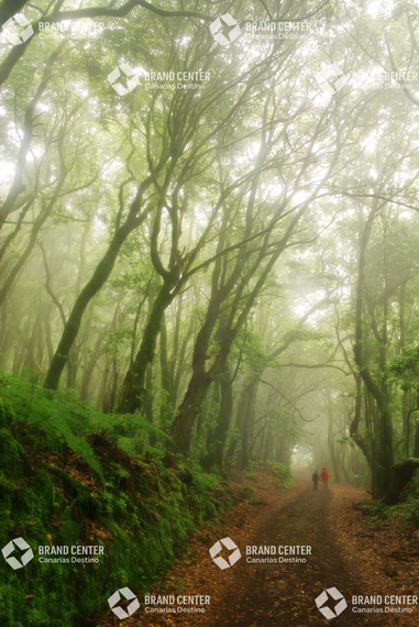 Cedar Forest Garajonay National Park