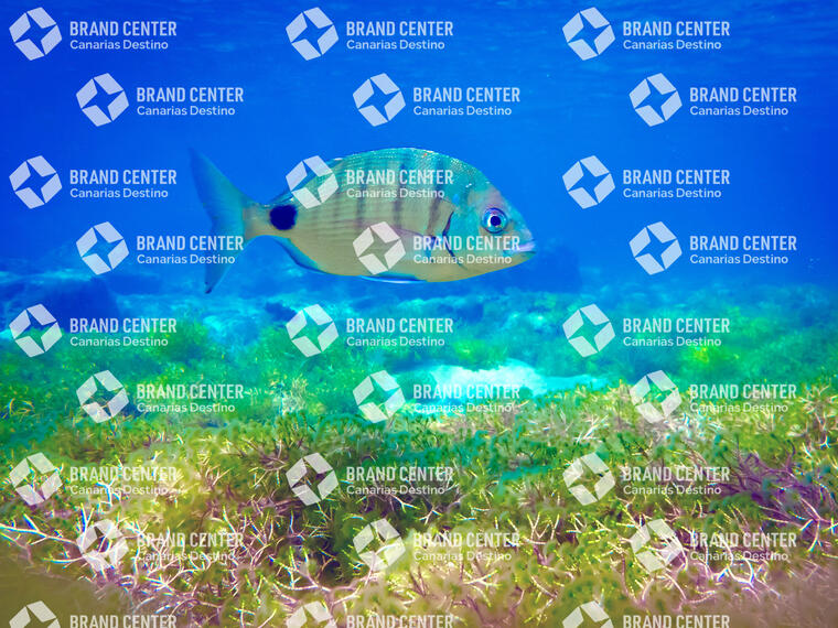 Las Canteras Beach Backgrounds