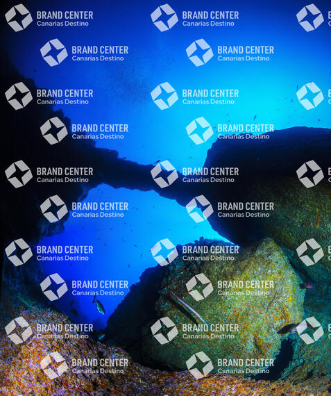 Underwater background. Cathedral