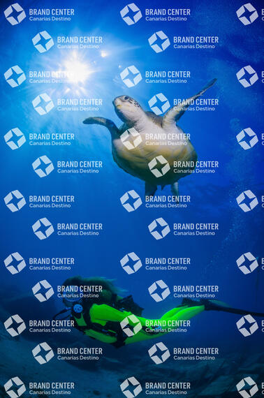 Underwater background. Armeñime, Green Turtle (Chelonia Mydas),
