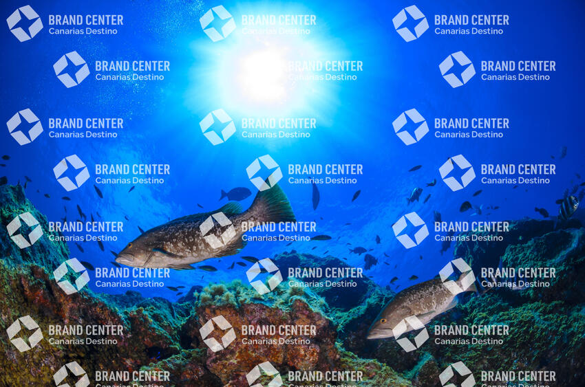 Baja Bocarones, (Abbot - Mycteroperca fusca)