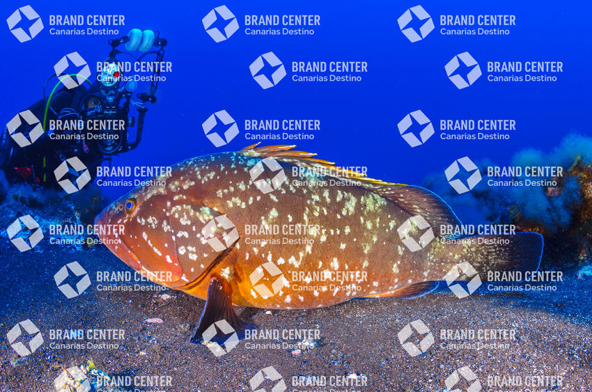 Baja Bocarones, ( Mero o Epinephelus marginatus)