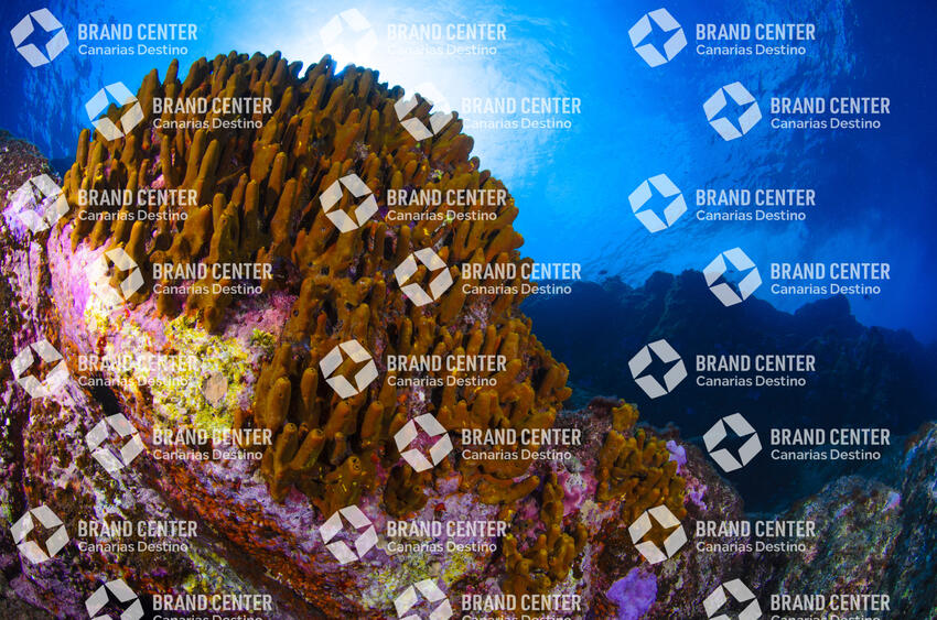 Underwater background. Cave Beach.