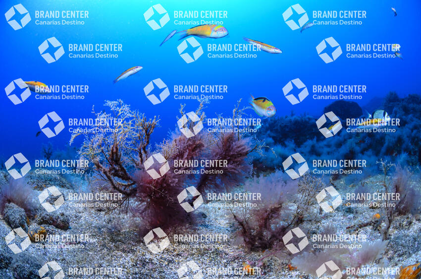 Underwater background. Cave Beach.
