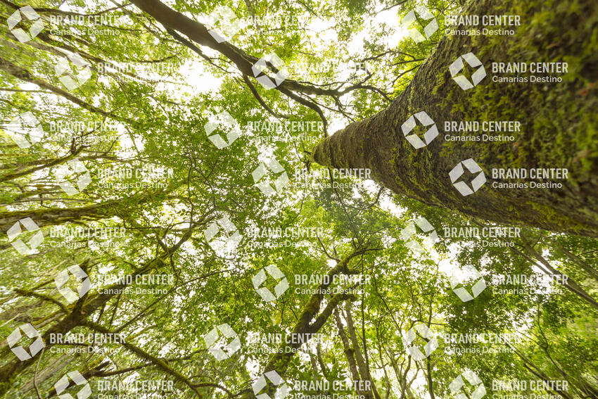 Parque Nacional de Garajonay, Bosque del Cedro