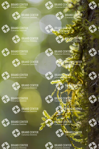 Garajonay National Park, Cedar Forest