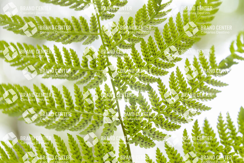 Parque Nacional de Garajonay, Bosque del Cedro