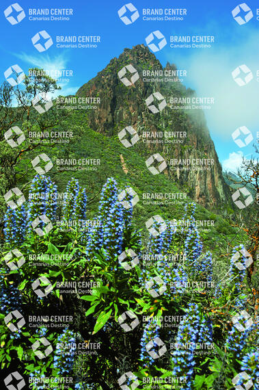 Ruta del Tajinaste Azul