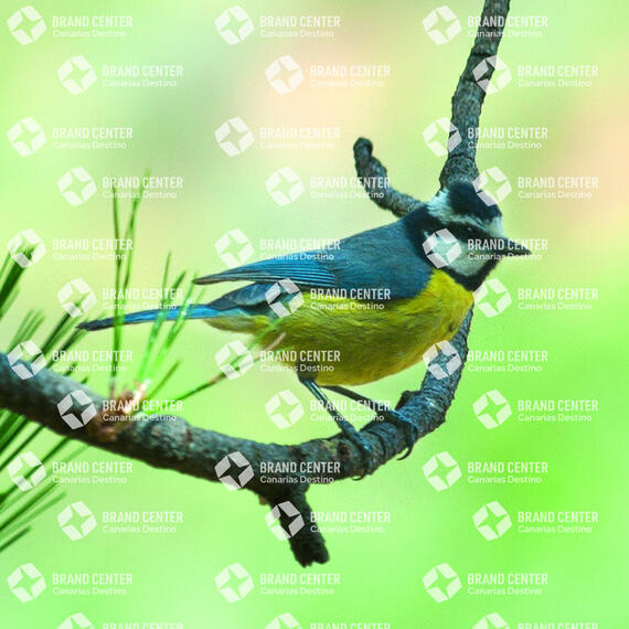 Herrerillo ( Cyanistes caeruleus)