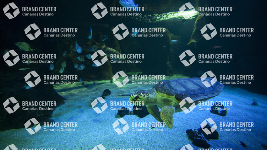 Lanzarote Aquarium