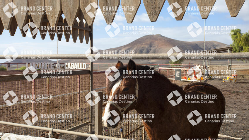 Lanzarote A Caballo