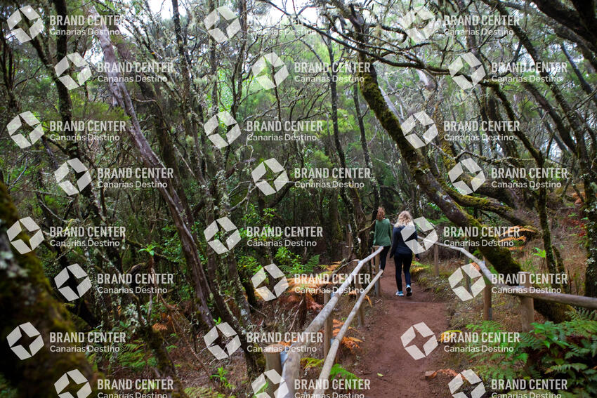 Garajonay National Park, Cedar Forest