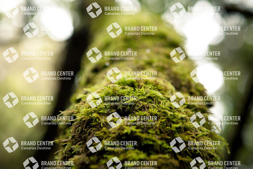 Garajonay National Park, Cedar Forest