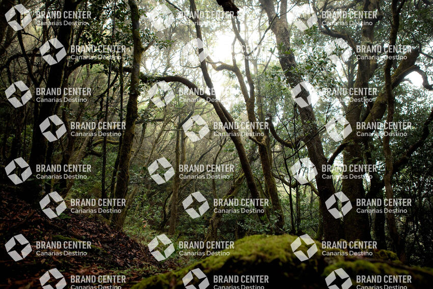 Parque Nacional de Garajonay, Bosque del Cedro