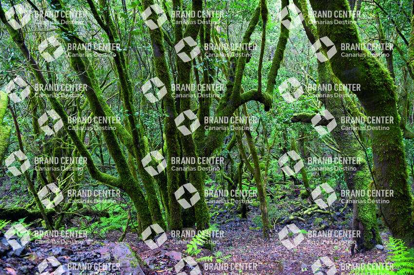 Cedar Forest Garajonay National Park