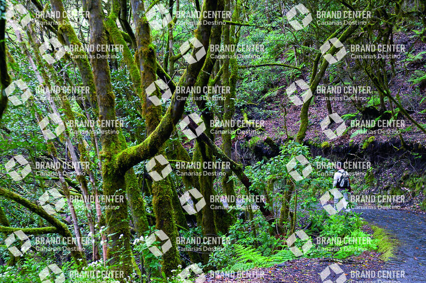 Bosque del Cedro. Parque Nacional de Garajonay