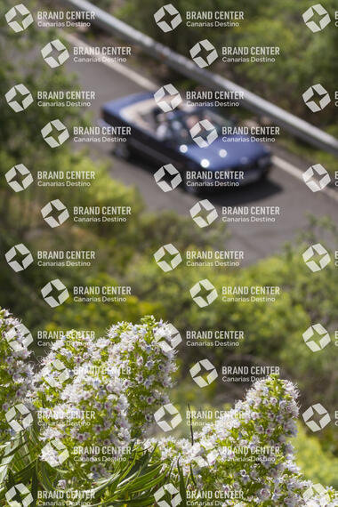 Route by car and white tajinaste