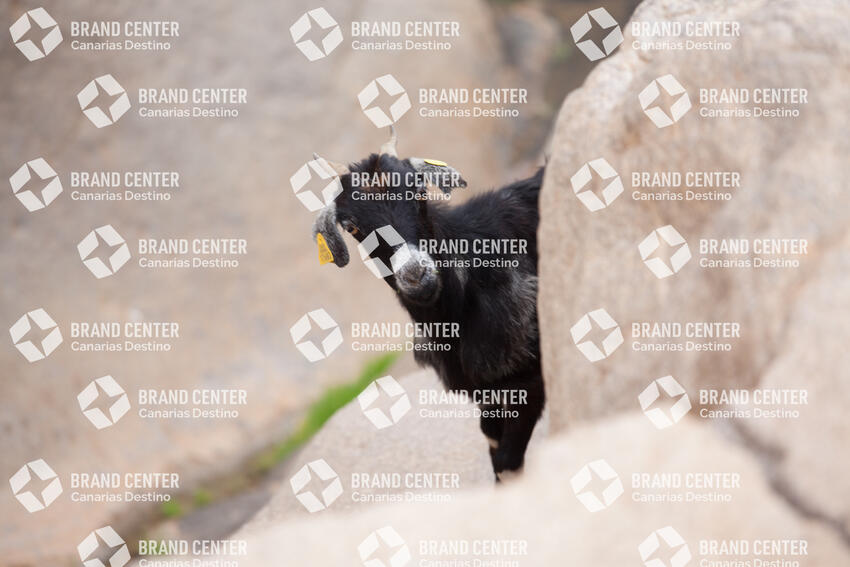 Goat in the Peñitas Dam