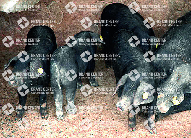 Cerdo negro
