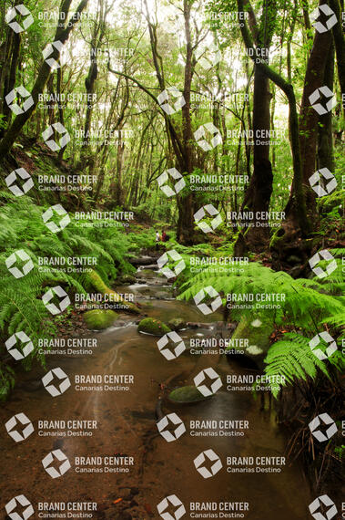 Cedar Forest Garajonay National Park