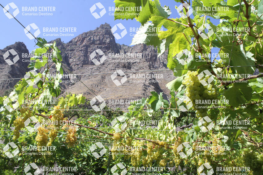 Parra con uvas verdes