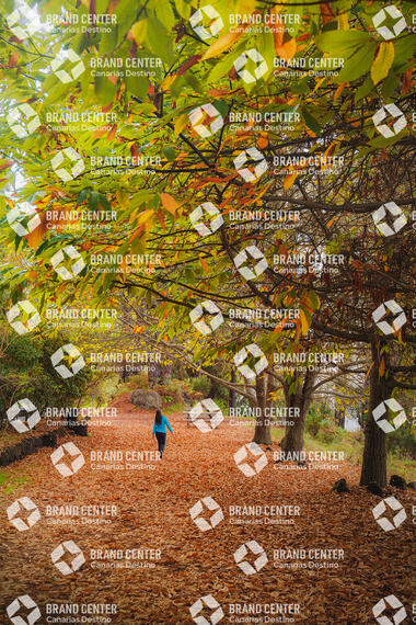 Otoño en Garafía