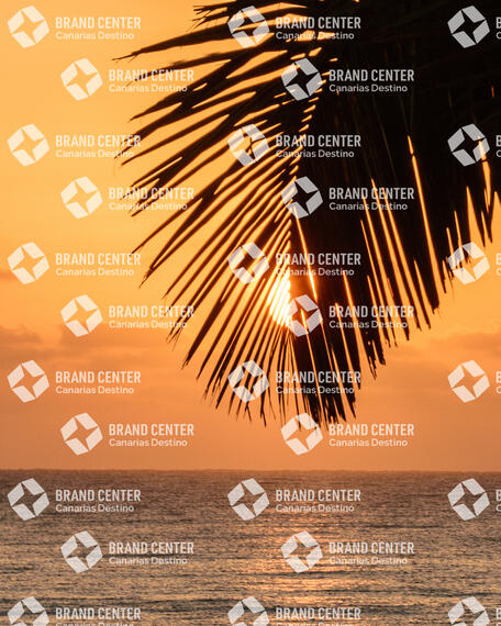 Palmera amanecer