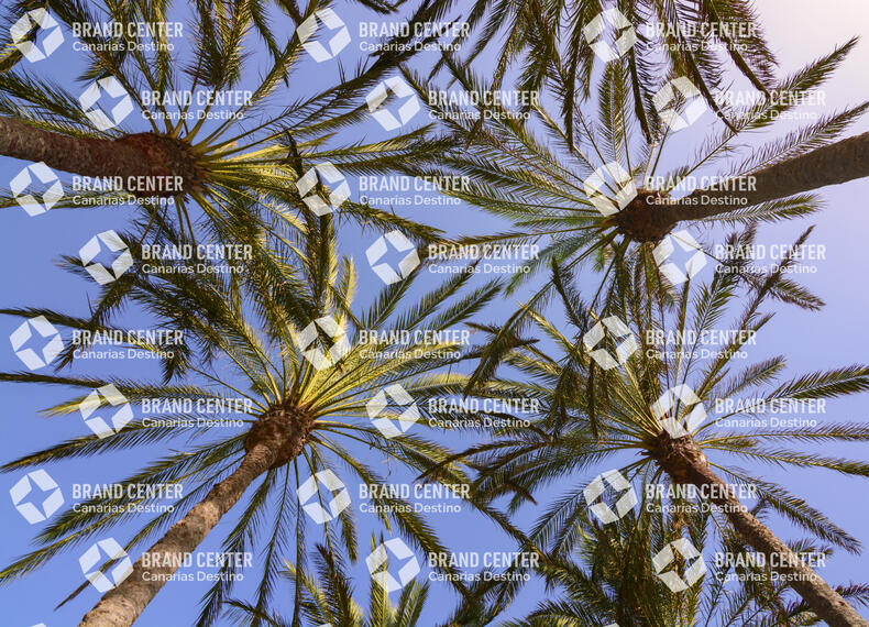 Palm trees and sky