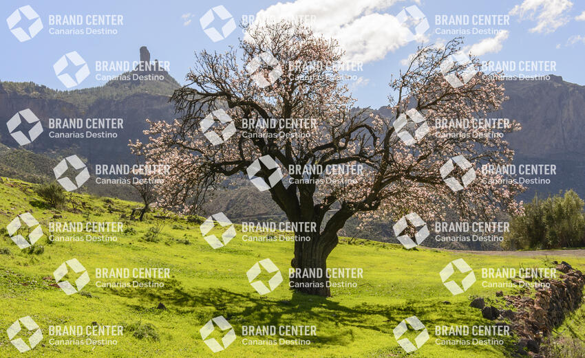 Almond tree Roque Nublo