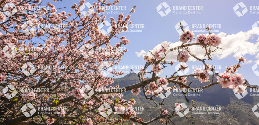 Almendro en flor Tejeda
