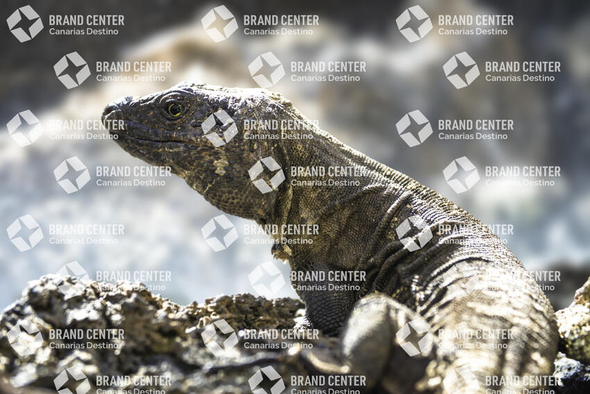 El Hierro Giant Lizard