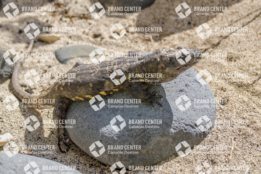 El Hierro Giant Lizard