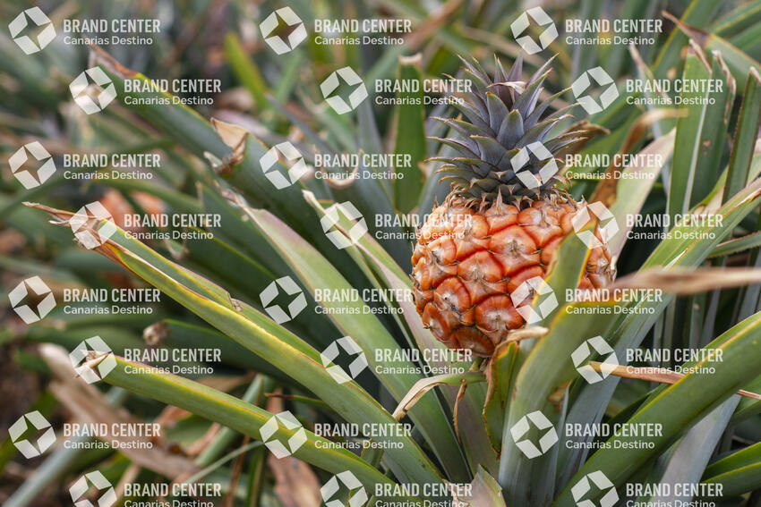 Piña Tropical