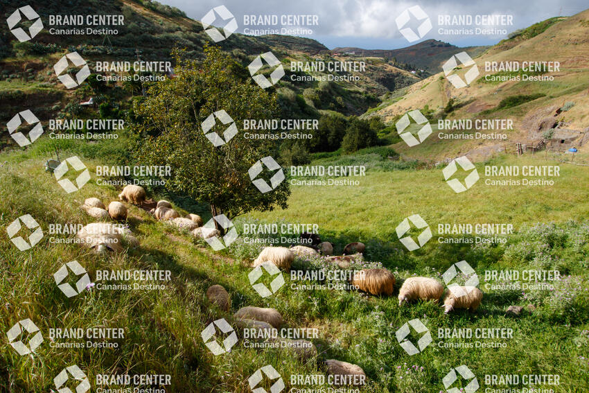 Ovejas en Montaña Alta