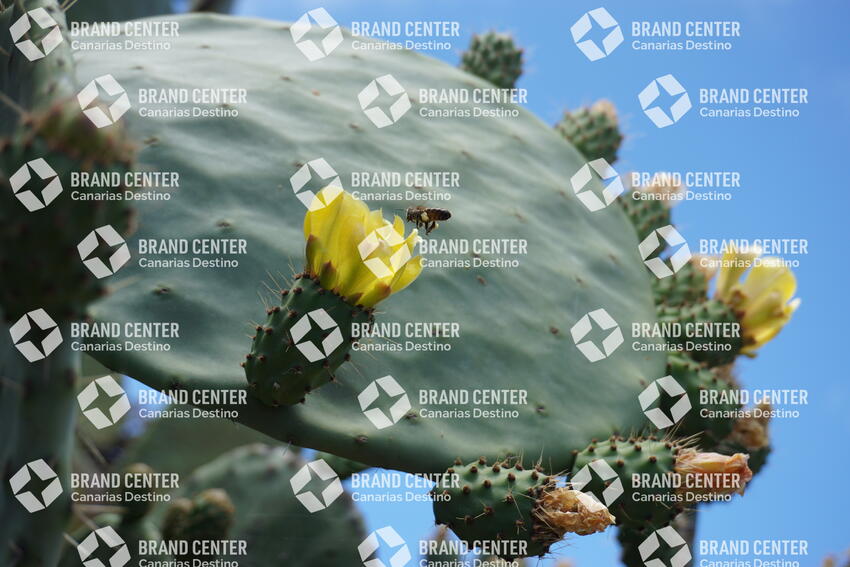 Miel de abejas