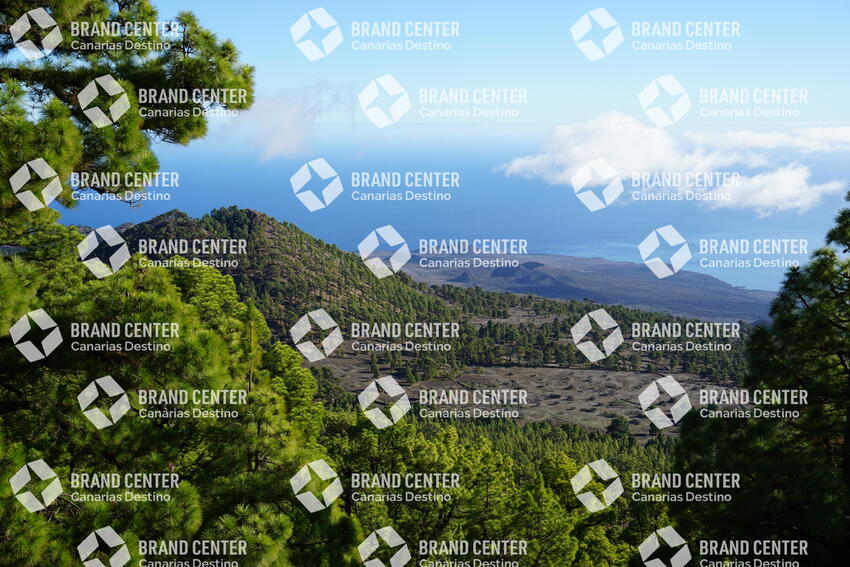 Bosque de pino canario. Ruta en coche 4x4 por pistas forestales 