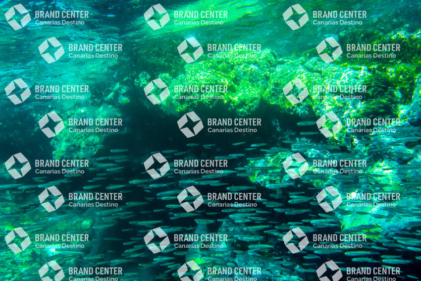 Seabed with fishes