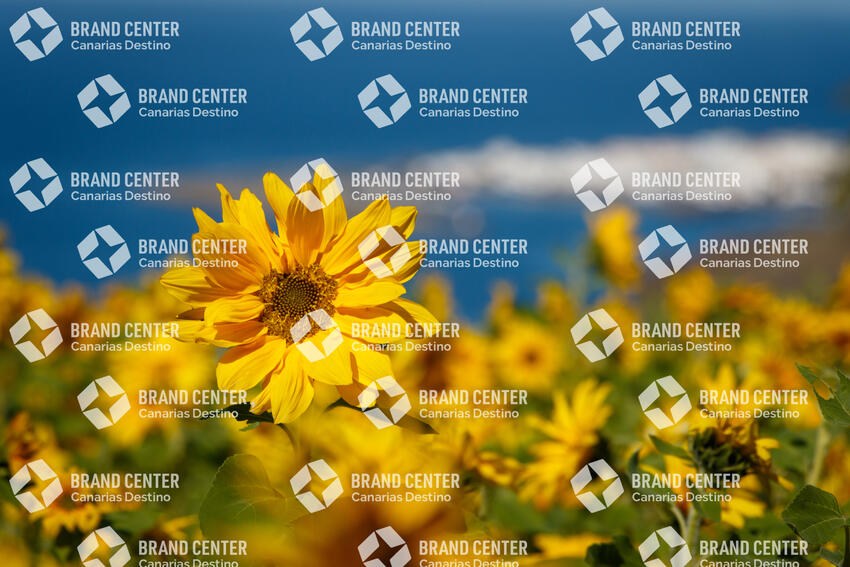 Campo de girasoles en Guayedra