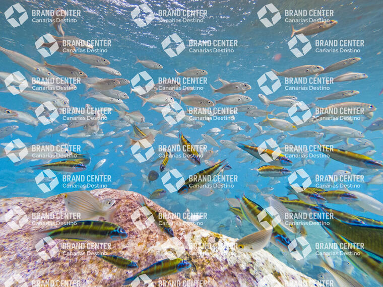 Pejeverdes in Arinaga
