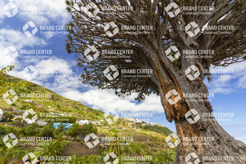 Millennium Dragon Tree