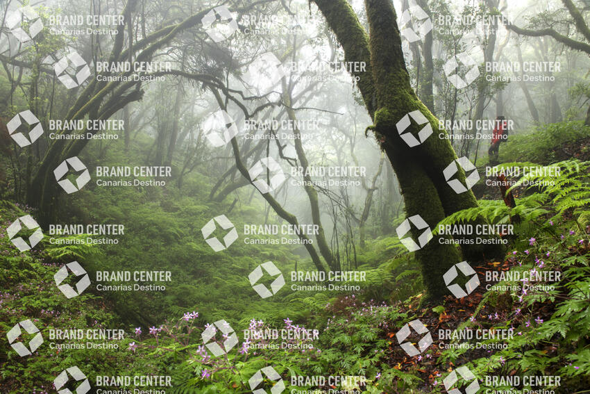 Laurel forest, Cumbre Nueva