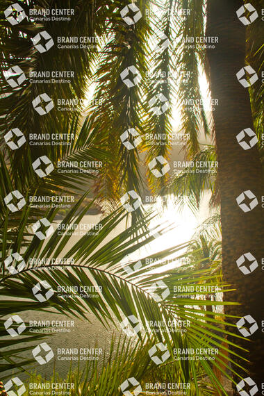 Palm trees on water