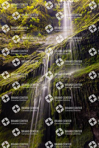 Los Tilos Forest (Waterfall)