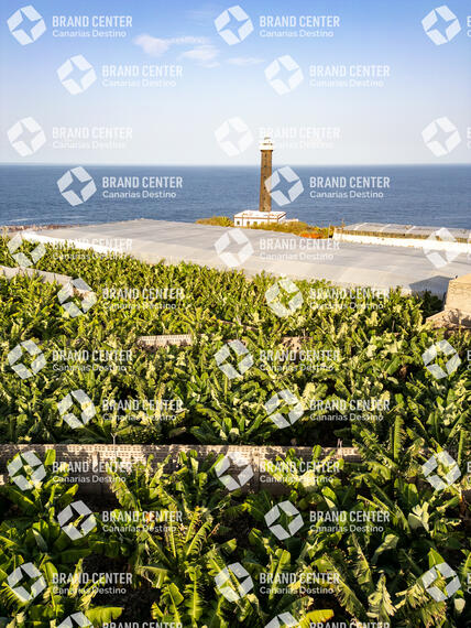 Plataneras en Faro de Punta Cumplida