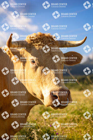 Vacas y flores en el campo